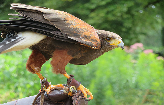 Do You Really Want To Be A Falconer?