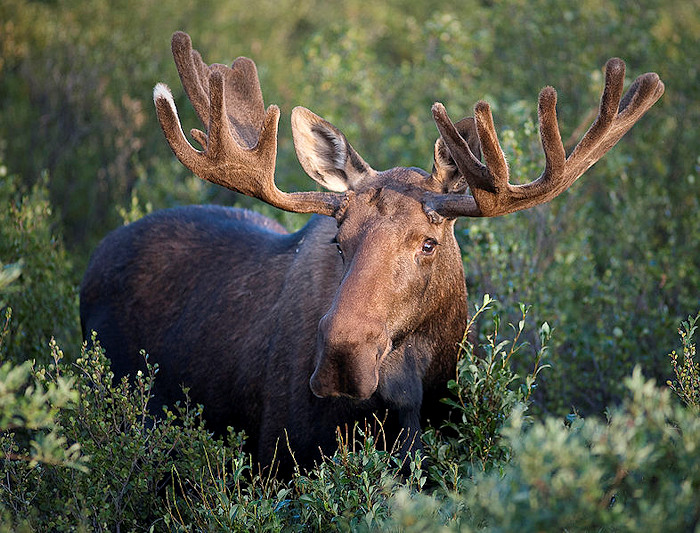 Apply for Maine 2020 Moose Permits by May 14