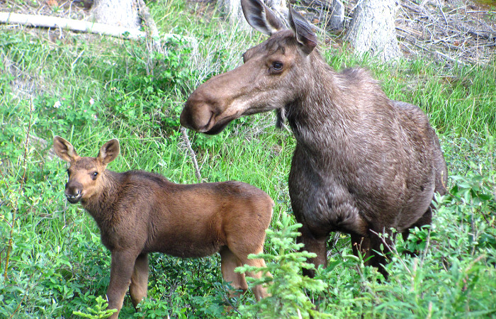 Aerial Survey Shows Minnesota Moose Population is Stable