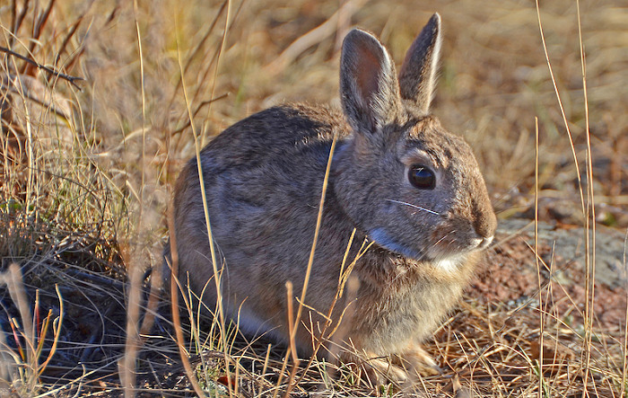 Wild Rabbit Die-Offs from Disease Reported in Several States
