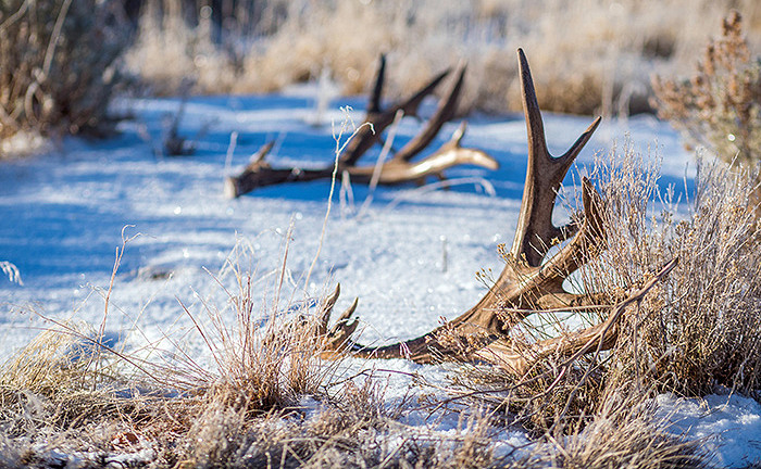 Colorado Shed Hunting Restrictions Remain in Place Through April
