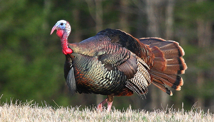Missouri Forecasts Challenging 2020 Spring Turkey Huning Season