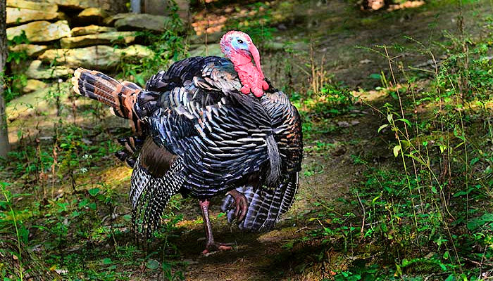 Texas Spring Turkey Hunters Should See More Young Toms as 2020 Season is Underway