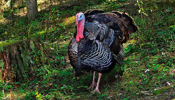 Ohio Update and Changes to 2020 Controlled Turkey Hunting Drawings