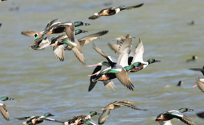Connecticut 2020 Waterfowl Hunting Regulation Changes