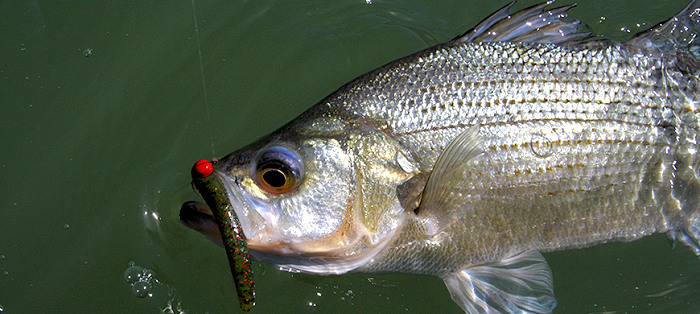 North Carolina Asks Lake Norman Anglers to Release Any Blue-Tagged Hybrid Striped Bass 