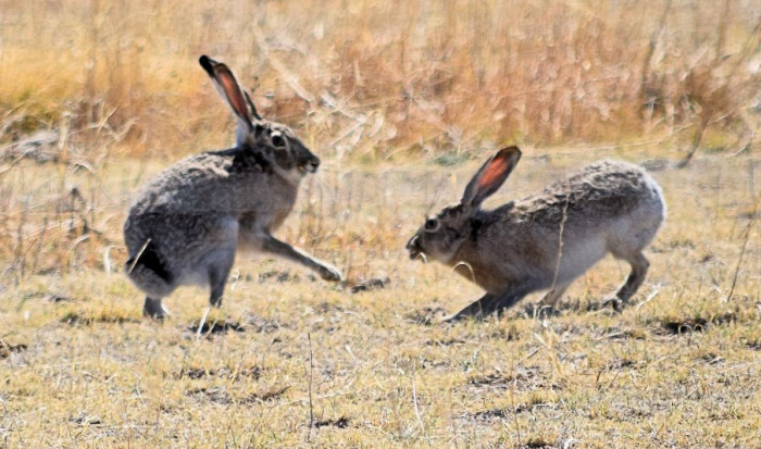 Deadly Disease Detected in California Wild Rabbits for the First Time