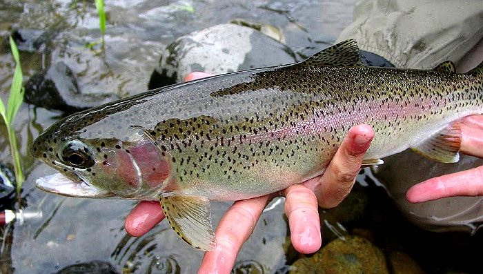 North Carolina to Open Hatchery Supported Trout Waters on April 4