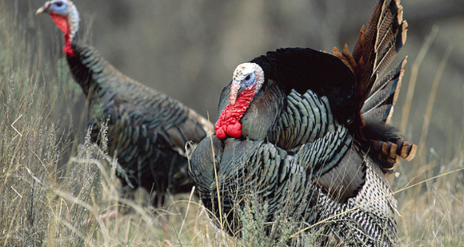 Iowa 2020 Statewide General Spring Turkey Hunting Season Opens April 13