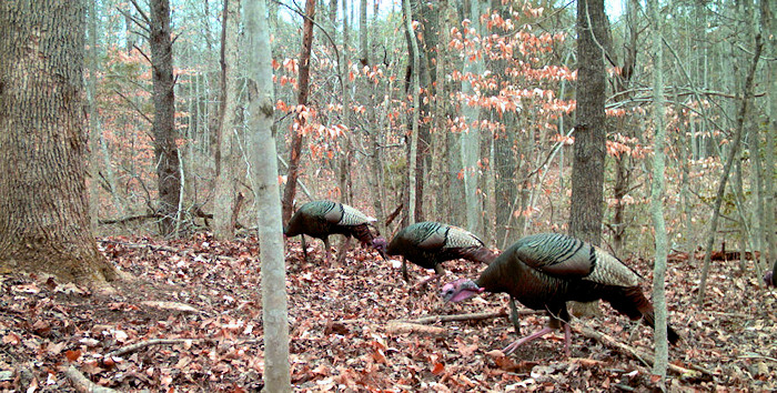 Connecticut 2020 Spring Turkey Hunting Opens April 29